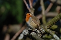 Robin - M